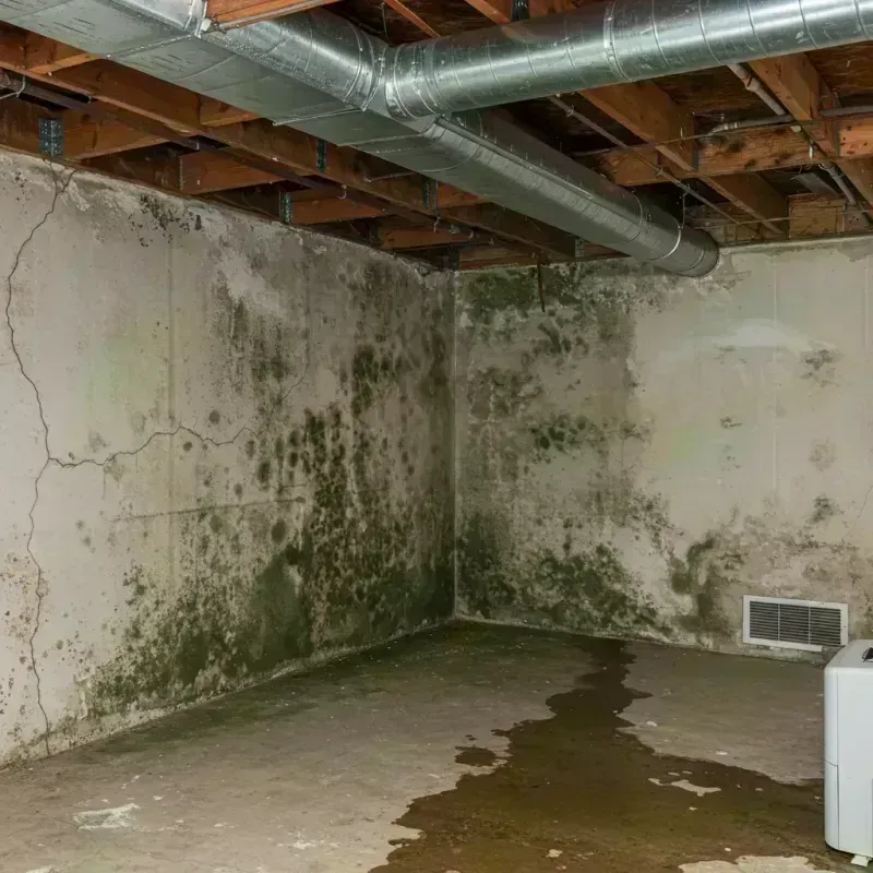 Professional Mold Removal in Marseilles, IL